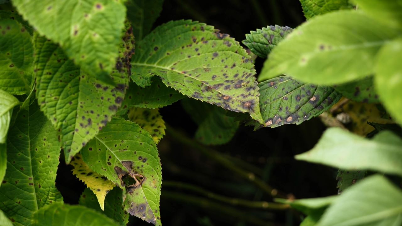 Get It Growing: How to handle Cercospora leaf spot on hydrangeas